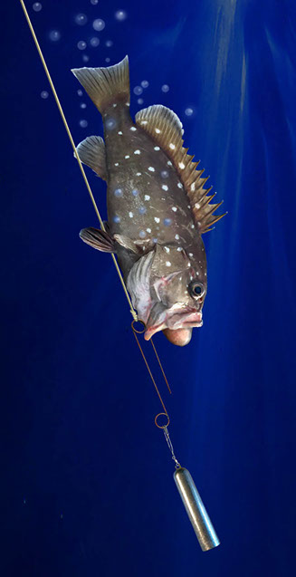 Grouper being returned with the Fish Saver Descending Device.