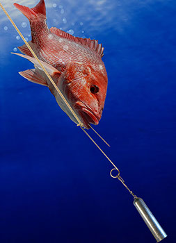 Red Snapper being returned with the Fish Saver Descending Device.